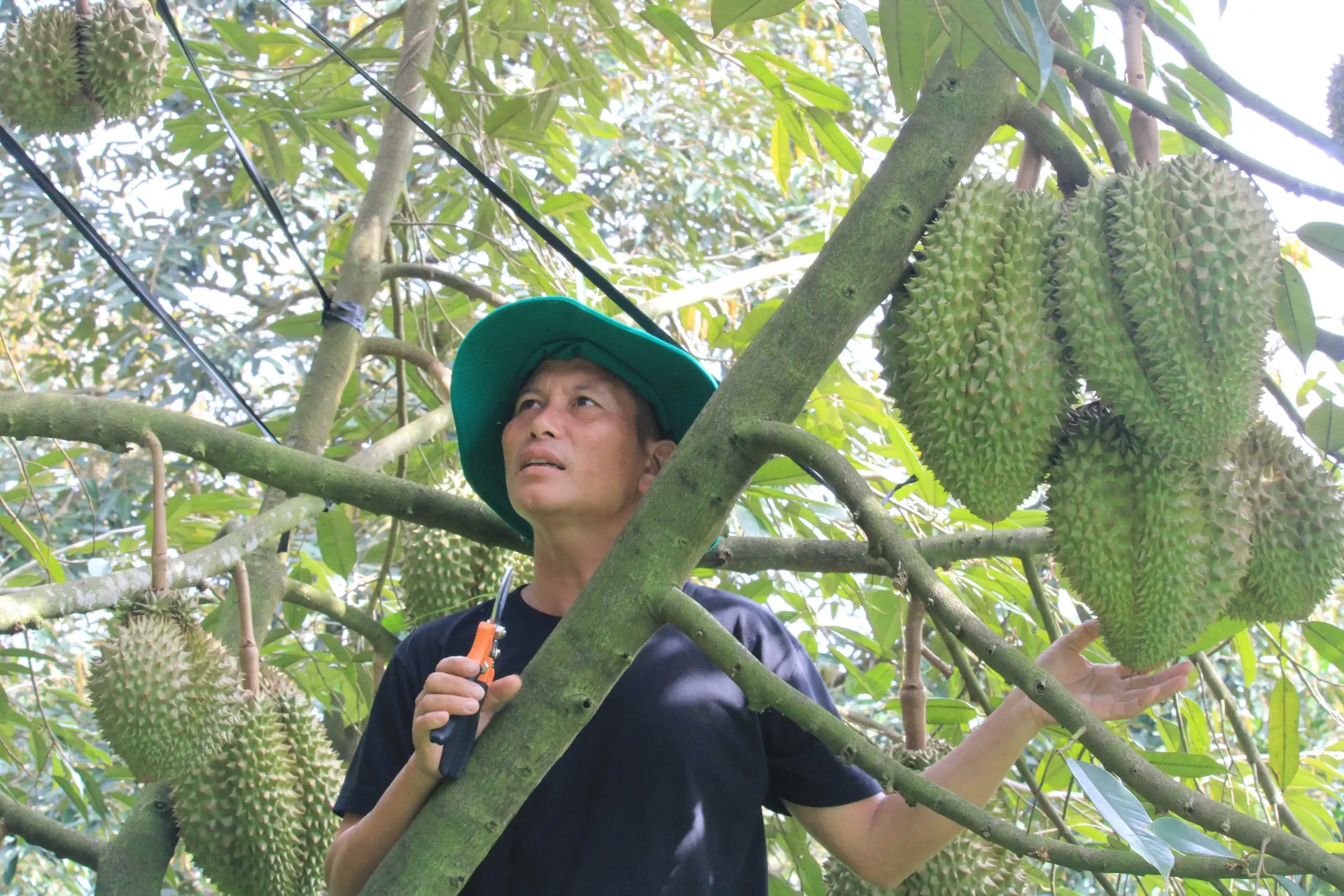 Trồng “cây tiền tỷ” công nghệ sinh học là trồng kiểu gì mà một ông nông dân Khánh Hòa lãi 600 triệu?