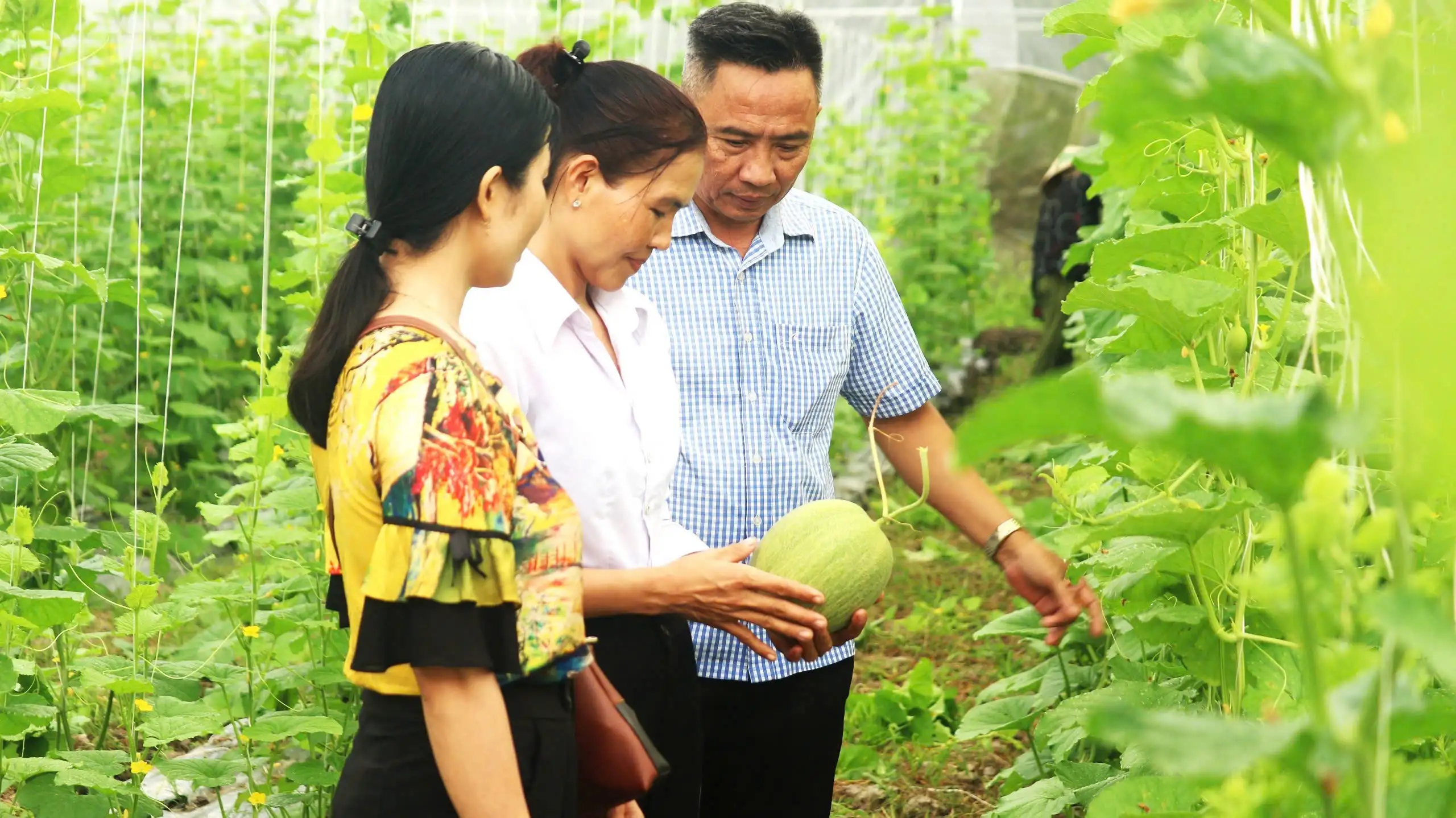 Trồng dưa lưới kiểu “sang chảnh” ở một xã của Sóc Trăng, anh nông dân cắt toàn trái ngon, to bự