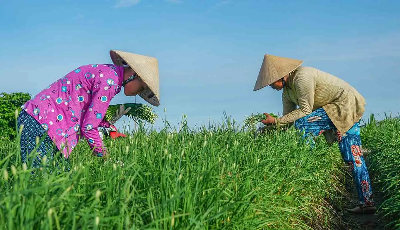 Trồng thứ cây trông xa như cỏ dại, lại gần như cây hành, hoa nở quanh năm, dân nơi này Trà Vinh rủng rỉnh tiền