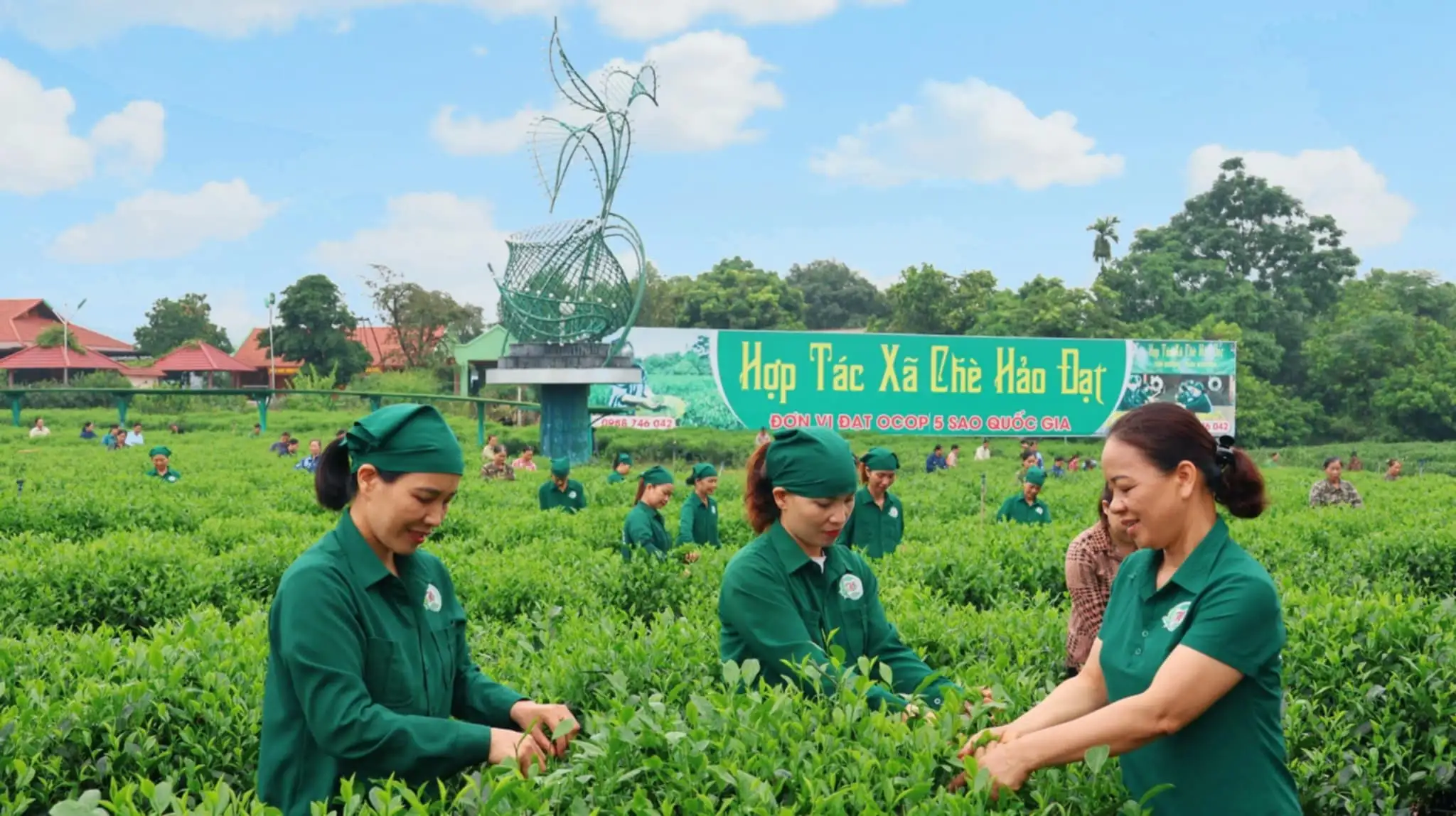 Từ gợi ý của Bộ trưởng Lê Minh Hoan đến “búp trà xanh khoác áo hoàng bào” của nữ giám đốc HTX chè Thái Nguyên