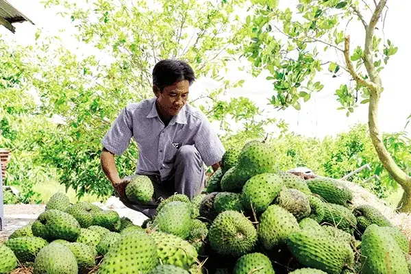 Vô một vườn ở Cần Thơ, thấy ông nông dân bẻ trái đặc sản bán, toàn quả to bự, cứ 1ha thu 1 tỷ đồng