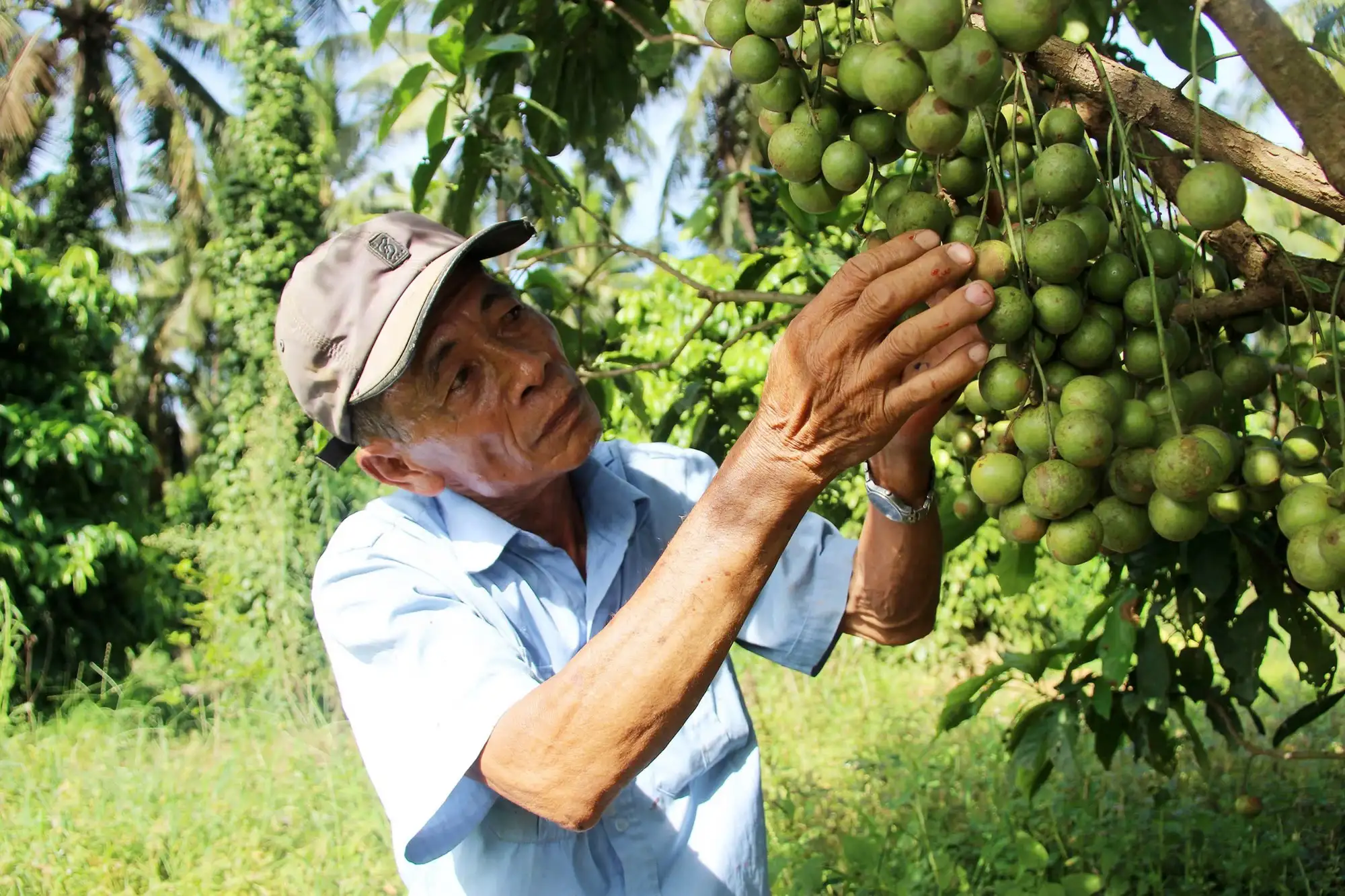 Vô số vườn đẹp, cây thấp tè đã ra trái quá trời, nông dân Bình Định “hái ra tiền”, quả ngon nhìn phát thèm