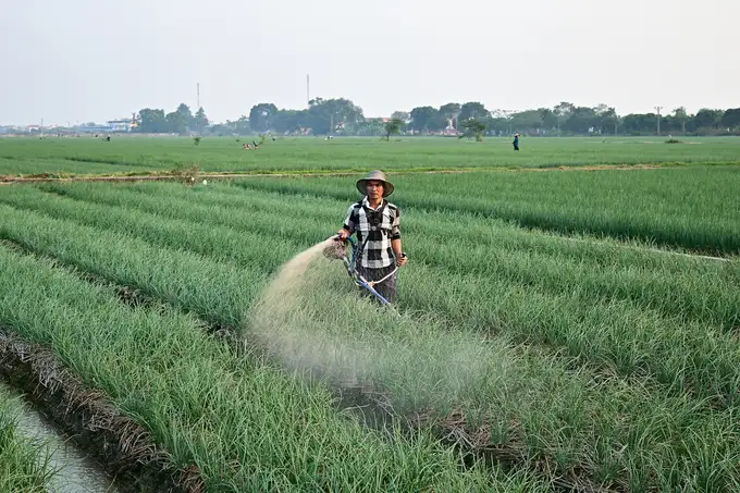 Vụ đông 2024: Nước rút, có đất trống đến đâu gieo trồng đến đó