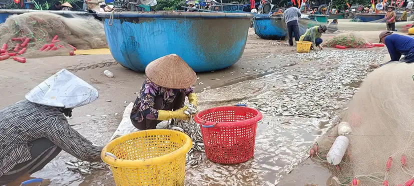 Vùng biển Bà Rịa-Vũng Tàu bỗng xuất hiện vô số loại cá ngon này, dân kéo lưới bày la liệt, nhặt mỏi tay