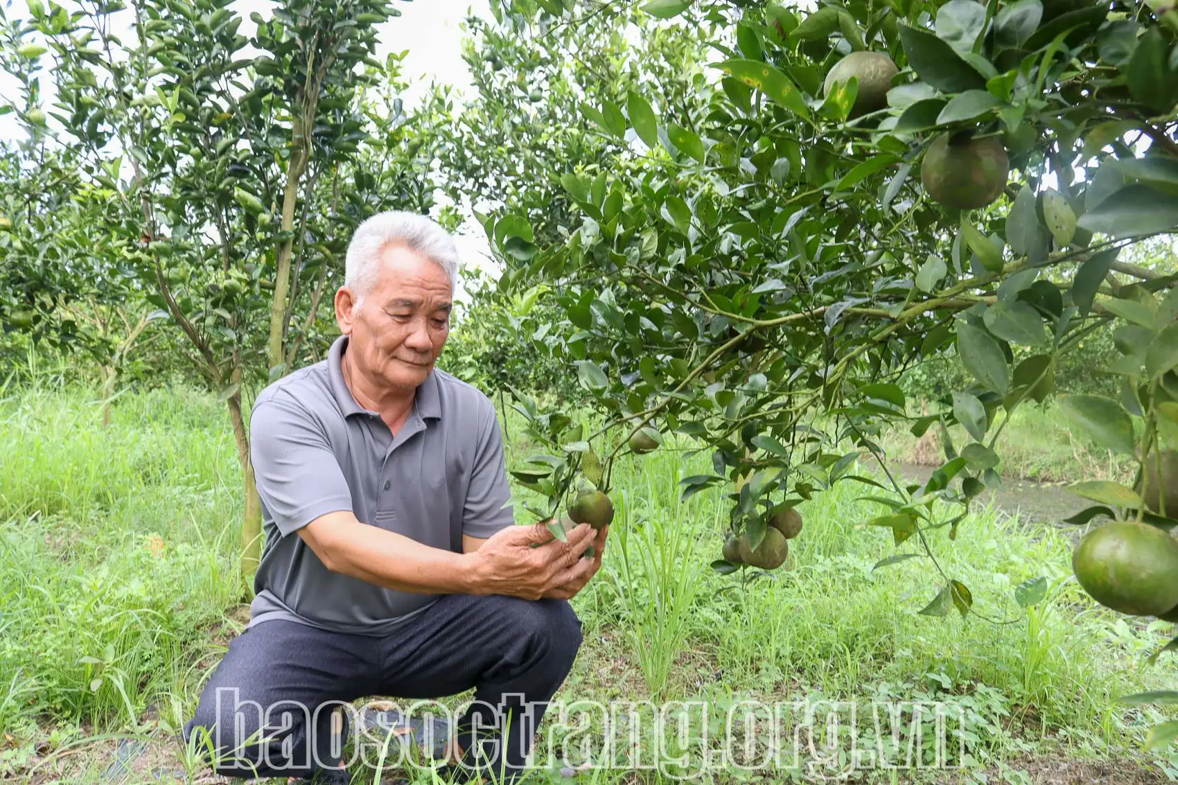 Vườn vùng đất phèn ở Sóc Trăng, “liều” trồng cây đặc sản, trái ra quá trời, cả làng phục lăn