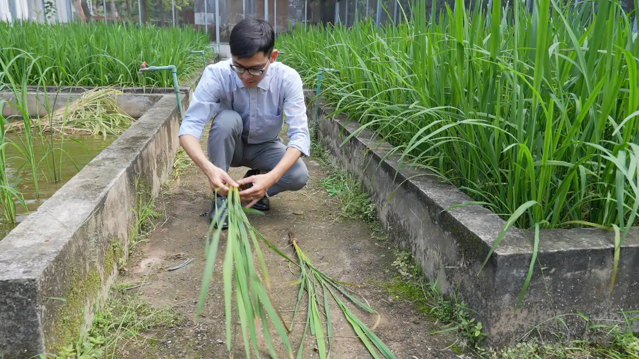 Bao giờ Việt Nam có khung pháp lý cho cây trồng chỉnh sửa gen?