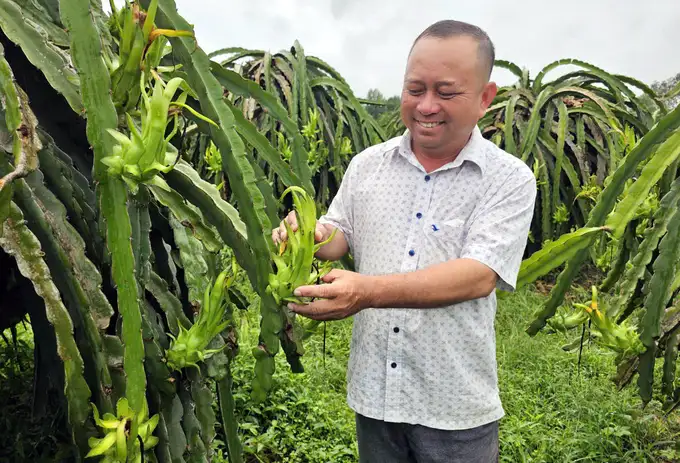 Bí kíp sản xuất thanh long sạch