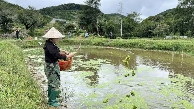 Cải tạo ao bỏ hoang, ruộng trũng nuôi ốc nhồi, kiếm bộn tiền