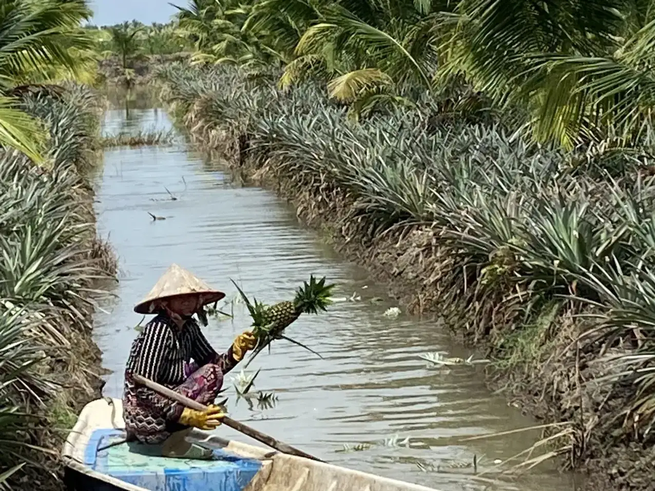 Cho cây dừa sáp chung ruộng với cây khóm ở Kiên Giang, ngỡ “trồng lung tung”, ai ngờ lợi đủ đường