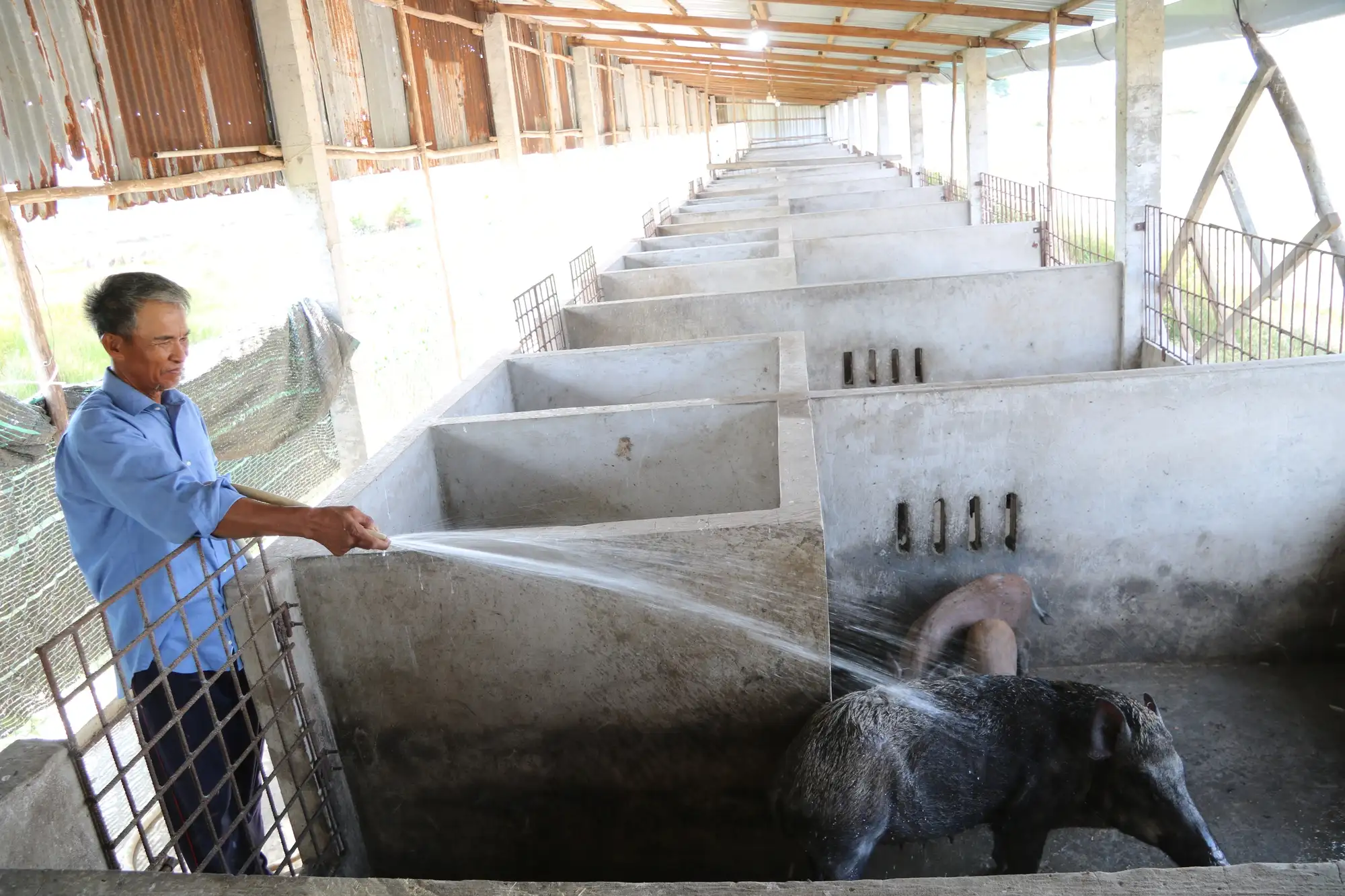 Con vật này xưa là động vật hoang dã, nay nuôi thành công, nhai cỏ rau ráu, một người Kiên Giang bán 150.000 đồng/kg