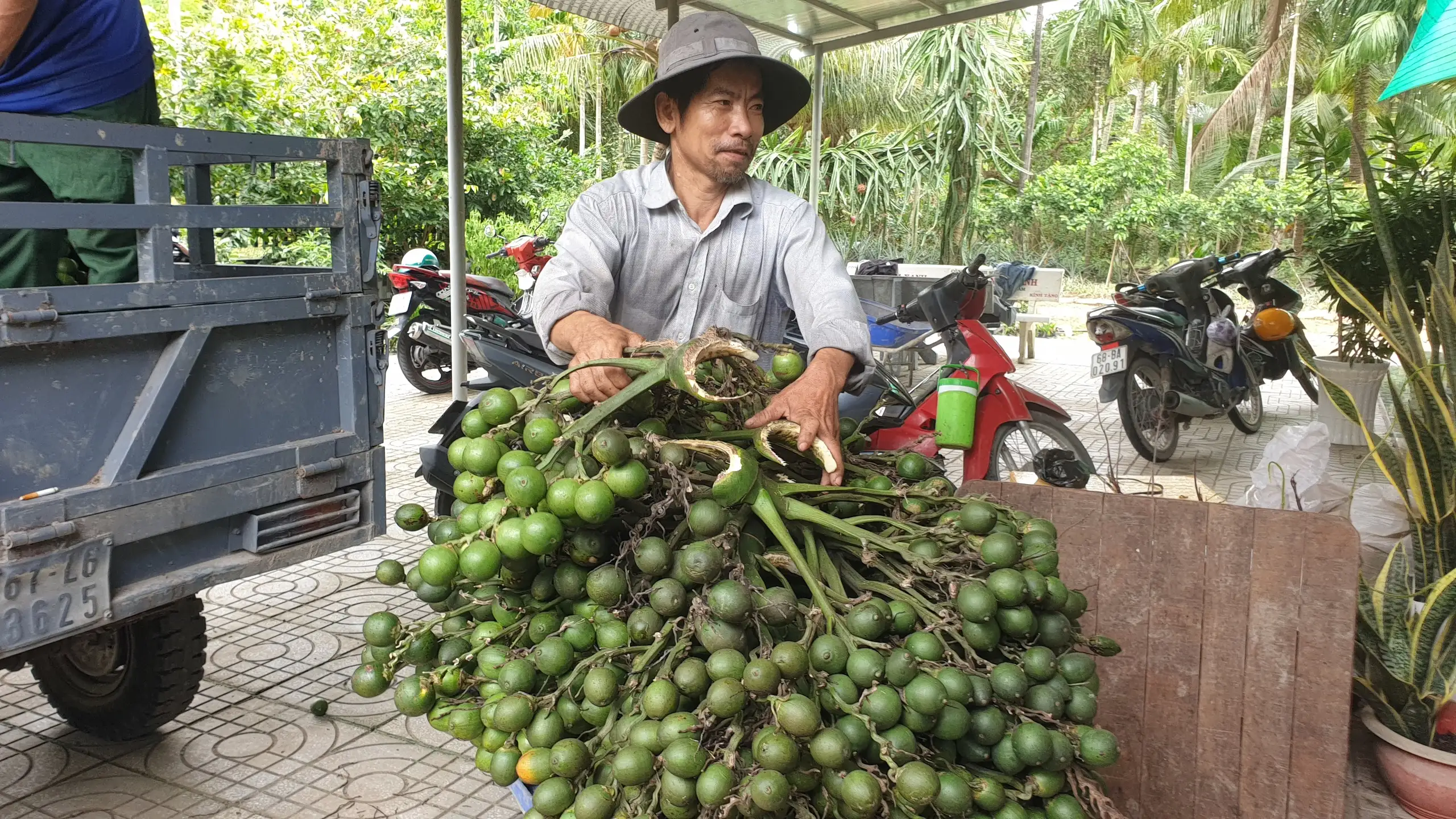 Cũng trồng cau, cũng bán cau, vì sao giá cau tươi ở Kiên Giang chỉ 20.000 đồng/kg mà dân đã mừng?