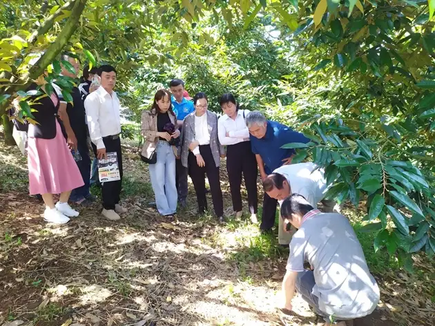 Đắk Nông: Tập huấn kỹ thuật trồng sầu riêng hướng hữu cơ cho cán bộ khuyến nông, chủ trang trại