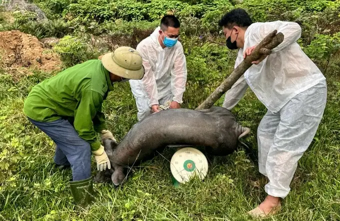 Dịch tả lợn Châu Phi bùng phát, Nghệ An cẩn trọng đặc biệt