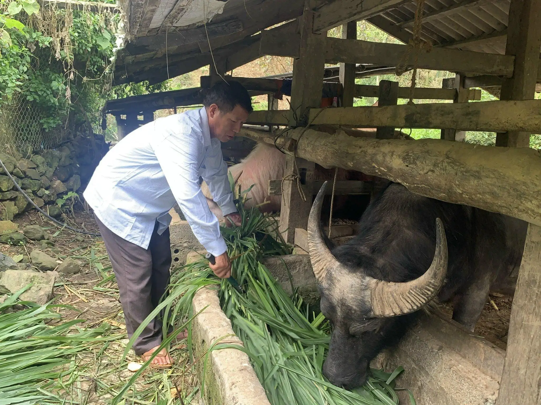 Dự báo không khí lạnh hoạt động mạnh, nông dân cần chủ động phòng chống đói rét, dịch bệnh cho vật nuôi