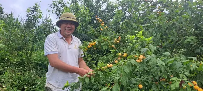 Giã từ những mùa hoa anh túc, nông dân cao nguyên Mộc Châu- Vân Hồ trở thành những tỷ phú trồng cây ăn quả