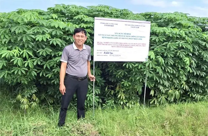 Giống sắn xua tan nỗi ám ảnh bệnh khảm lá