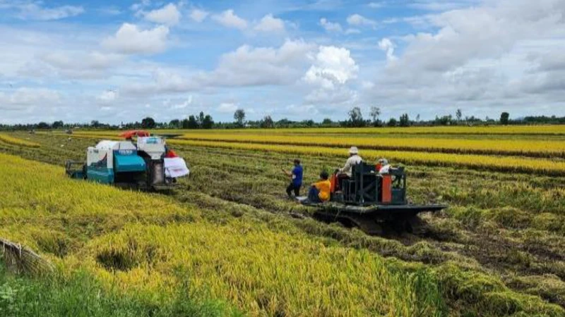 Hoàn thiện quy trình sản xuất theo chuỗi giá trị lúa chất lượng cao