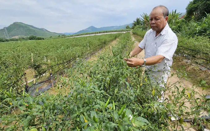 Hợp tác xã giúp nông dân thay đổi cách trồng ớt