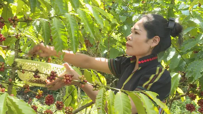 Làm giàu khác người, một cô gái dân tộc K’Ho ở Lâm Đồng đem cà phê ủ trong chóe, thế mà ra thương hiệu