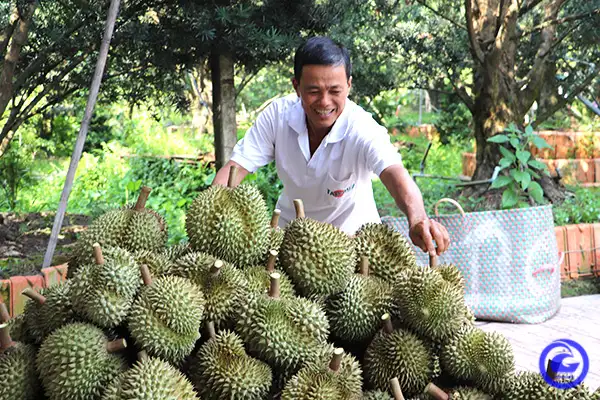 Loại quả ngon hái từ “cây tiền tỷ” ở Tiền Giang đang tăng giá tốt, cứ 1ha nông dân lời vài tỷ đồng là chắc