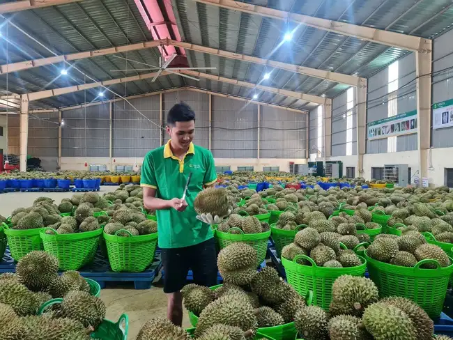 Một nghề độc lạ, thợ ngày đêm cầm dao gõ lên trái sầu riêng nghe tiếng kêu mà được trả lương 50 – 60 triệu/tháng