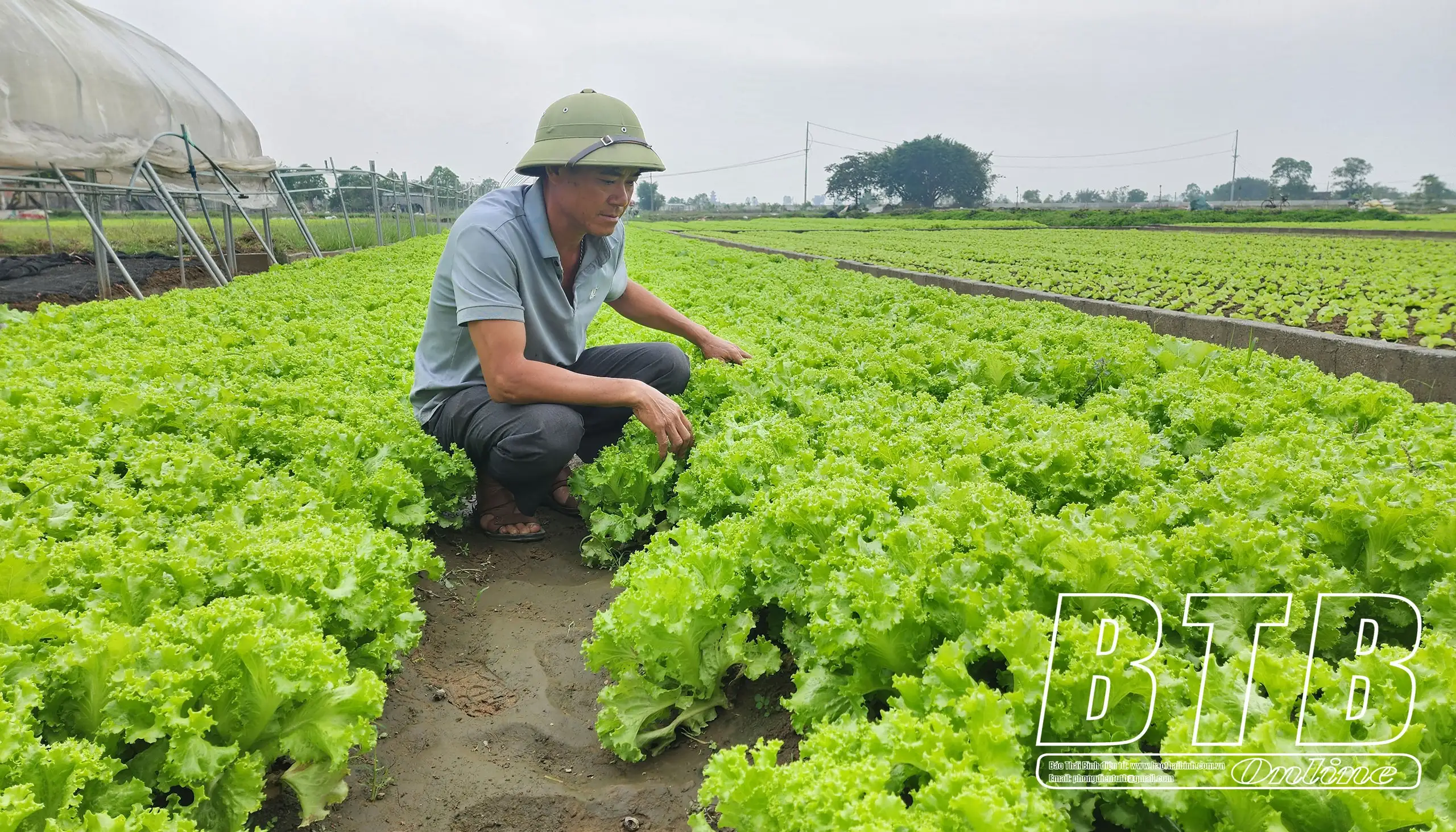 Một xã của tỉnh Thái Bình, nông dân quanh năm suốt tháng trồng đủ loại rau mà thu 500 – 600 triệu/ha