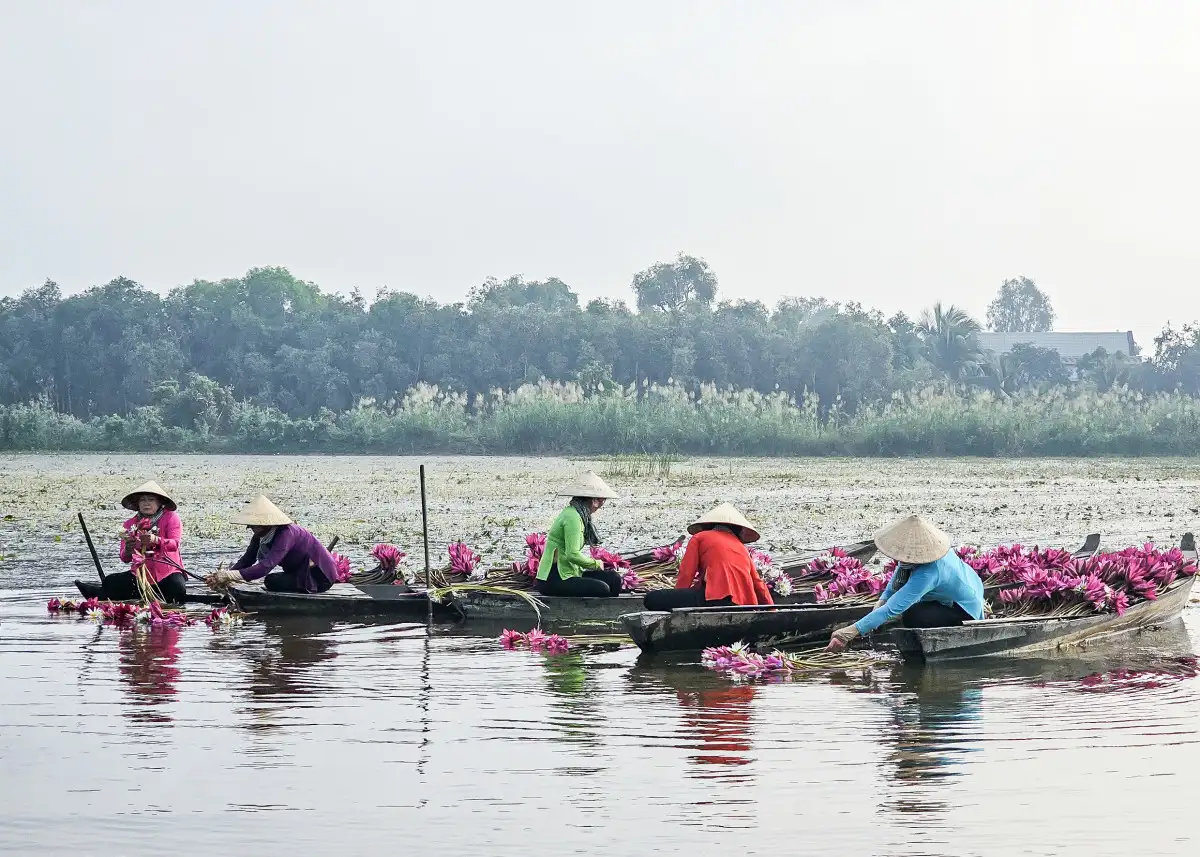 Mùa nước nổi vùng Đồng Tháp Mười ở Long An cảnh sắc đẹp như phim, dân lội đồng nhổ hoa làm mẫu ảnh