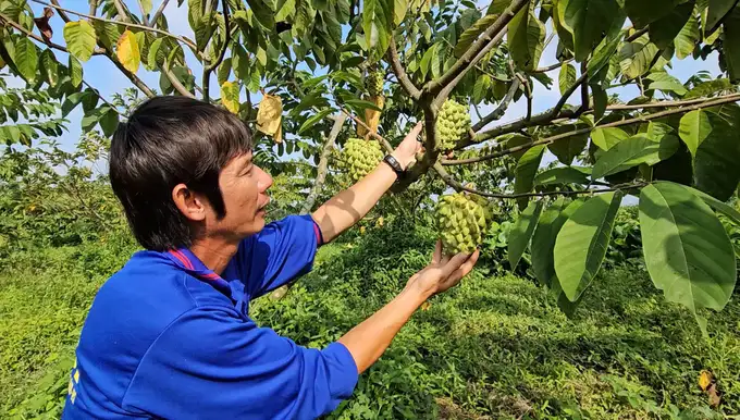 Na sầu riêng gai to, trái nặng đến 3kg