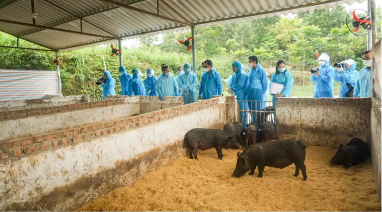 Nghe lạ, nuôi lợn bằng bột trà xanh ở Thái Nguyên, lợn khoẻ, nhanh lớn, thịt thơm ngon