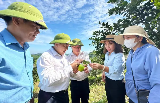 Nhân nuôi ‘vệ sỹ’ bảo vệ cây ăn quả đặc sản