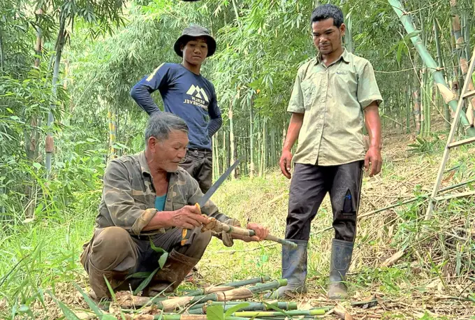 Nông dân ‘4 chấm’ ở Đắk Nông: Măng tre tứ quý giúp dựng cơ nghiệp