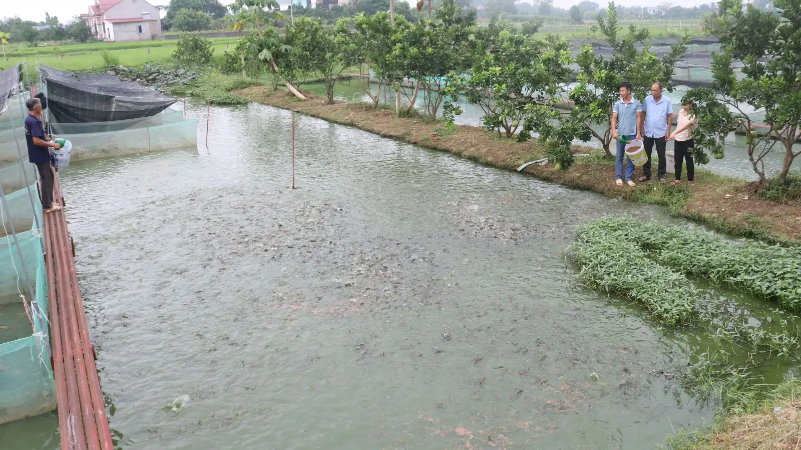 Nuôi dày đặc 2 con đặc sản bình dân chung một ao, một nông dân Bắc Giang phát tài, bắt lên là bán hết sạch