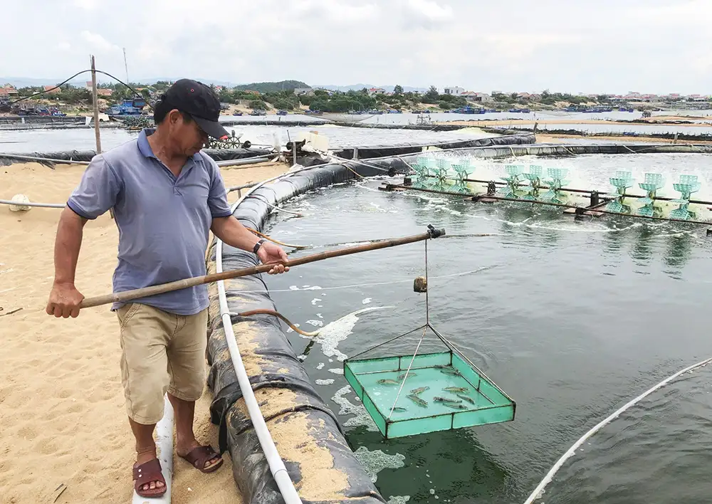 Nuôi tôm nước lợ năm 2024 ở Phú Yên, Giá cả bấp bênh, thu nhập không cao, ngành chức năng khuyến cáo