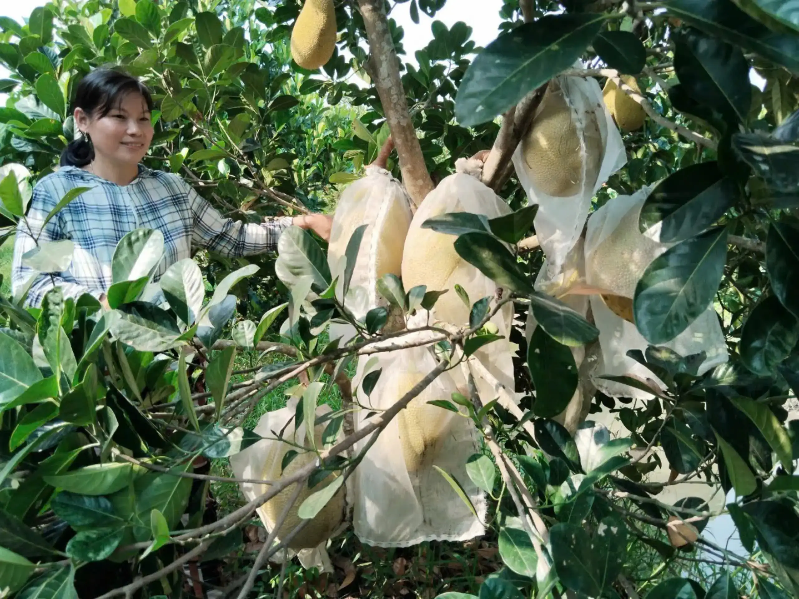 Ở Kiên Giang trồng loại cây ra thứ quả ngon màu vàng, bổ ra ruột đỏ, hễ bán là thương lái cân hết sạch