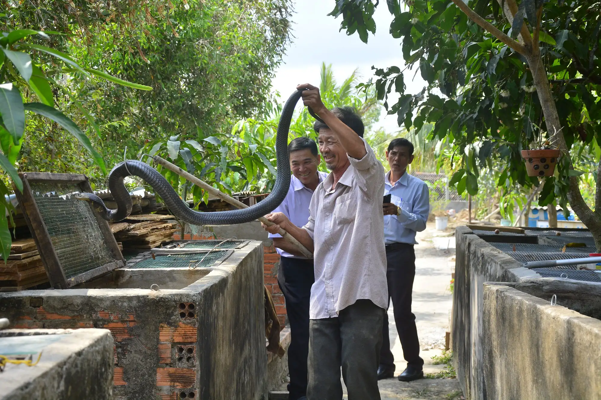 Ông nông dân Kiên Giang thành công con hoang dã kịch độc, một lần bị cắn phải chạy đi tìm trái đu đủ xanh