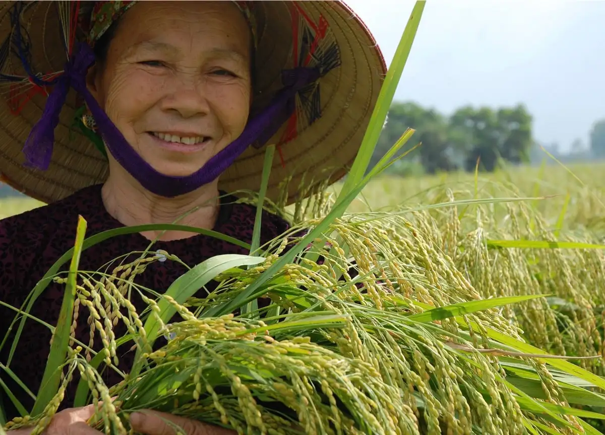 Phát triển thương hiệu Gạo nếp cái hoa vàng Thụy Lâm