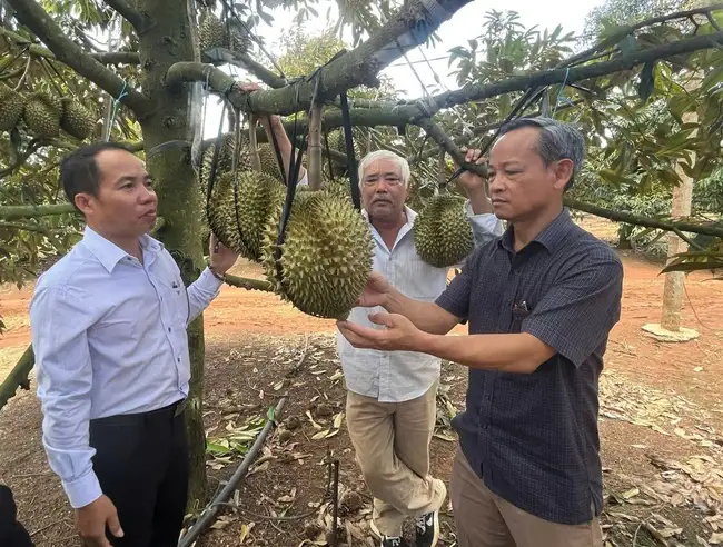 Phú Yên: Giá trị sản xuất ngành nông nghiệp ước đạt 14.455 tỷ đồng