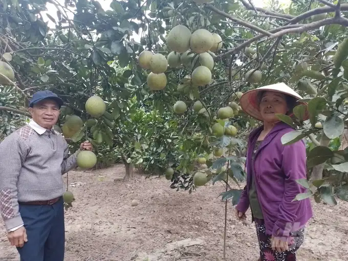 Sản xuất VietGAP, cây ăn quả phục hồi tốt sau mưa lũ, cho năng suất cao