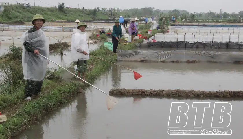 Sáng sớm đã ra đồng vớt con đặc sản đỏ au, chỉ vài tháng dân một xã ở tỉnh Thái Bình có ngay 20 tỷ