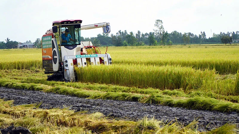 Tín hiệu vui từ lúa chất lượng cao, phát thải thấp