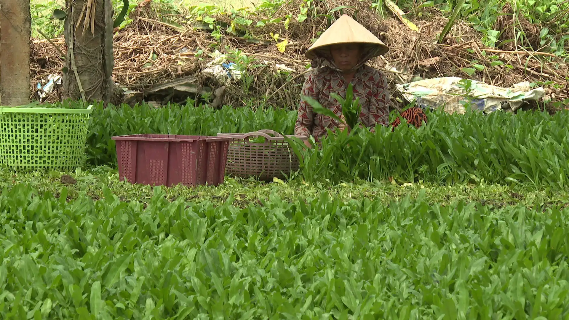 Trồng một loại rau gia vị tốt um, thơm lừng ở Bình Thuận, tiền nhiều gấp 10 lần trồng lúa