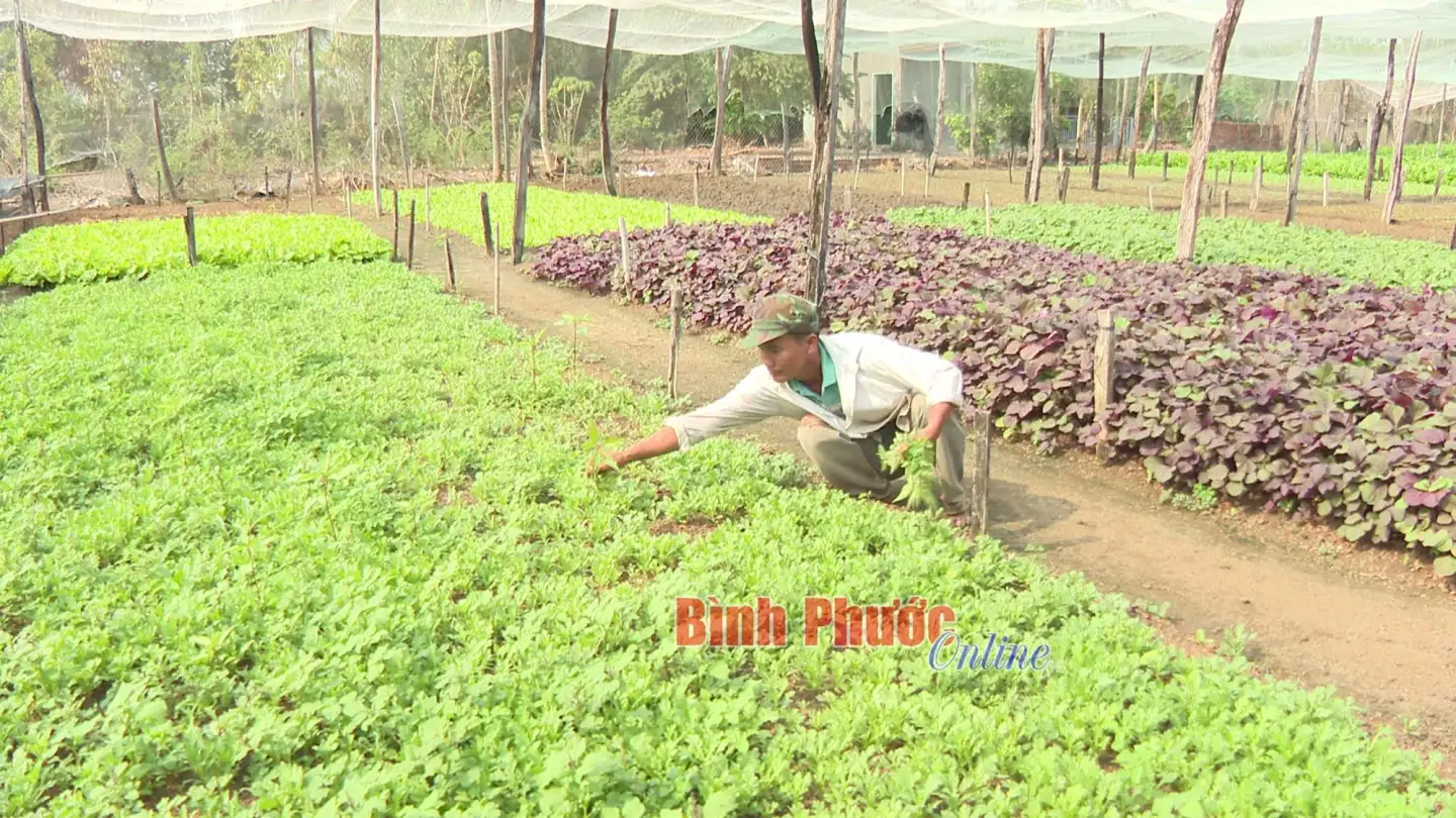 Trồng rau cải, trồng rau dền, rồi đủ thứ rau theo mùa, một người Bình Phước đi ngủ là cất 1,7 triệu đồng