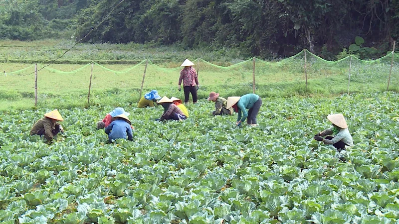 Tuyên Quang thúc đẩy các chuỗi liên kết trong sản xuất nông nghiệp