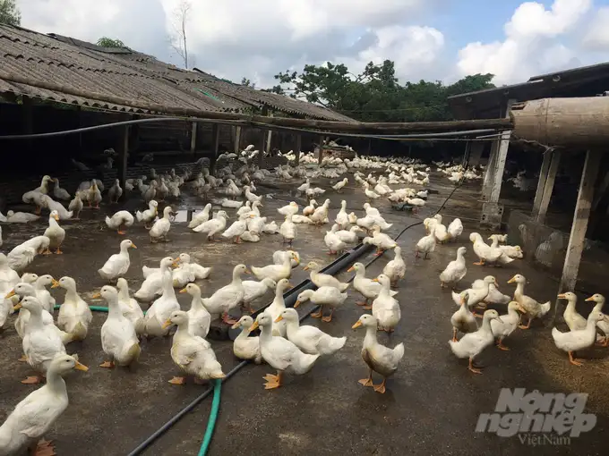 Vịt lớn nhanh, giảm hao hụt nhờ chăn nuôi an toàn sinh học