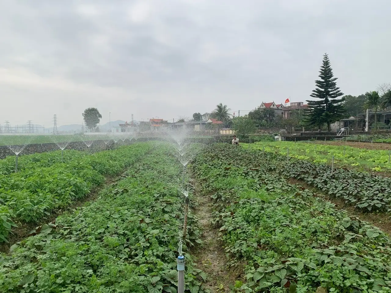 Cánh đồng này ở Nghệ An trồng loại rau gì mà đi qua vẫn còn thấy thơm, hễ cắt là thương lái khuân đi hết?