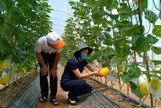 Chuỗi dưa thơm ở Đặng Xá