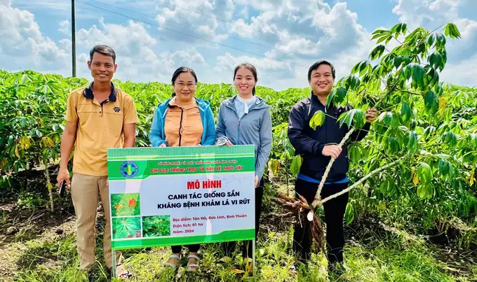 Giống sắn HN1 năng suất vượt trội, kháng bệnh khảm lá