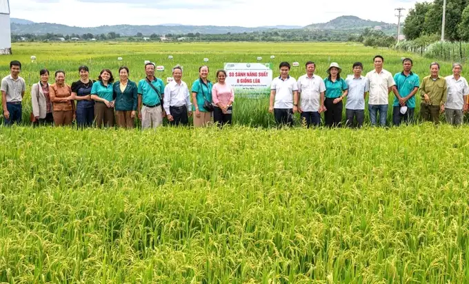 HTX xây dựng cánh đồng lớn một giống và thương hiệu ‘Gạo Phú Thiện’
