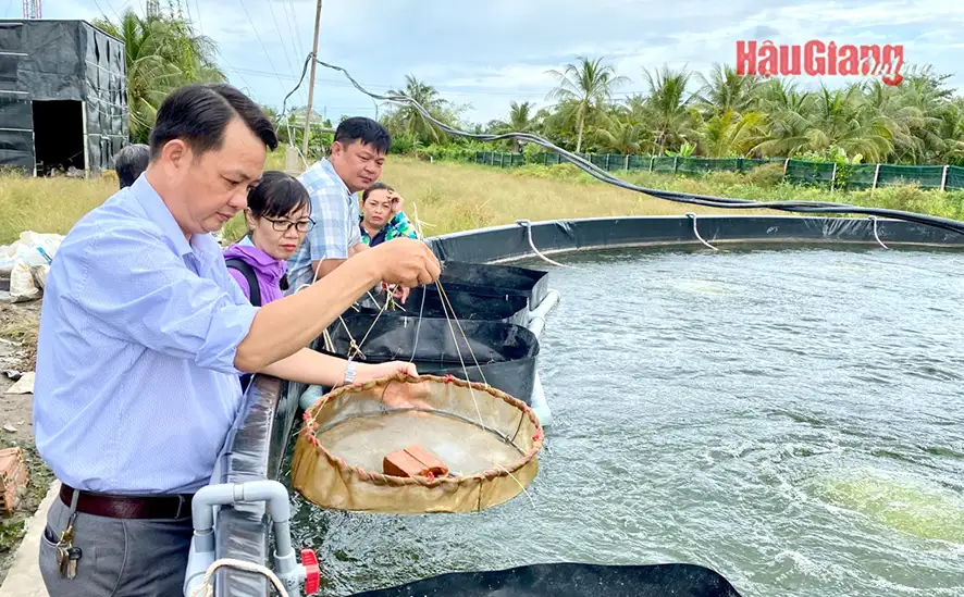 Lót bạt cao su trên vườn ở Hậu Giang nuôi 2 loại cá đặc sản, bán đắt nhất là 400.000 đồng/kg