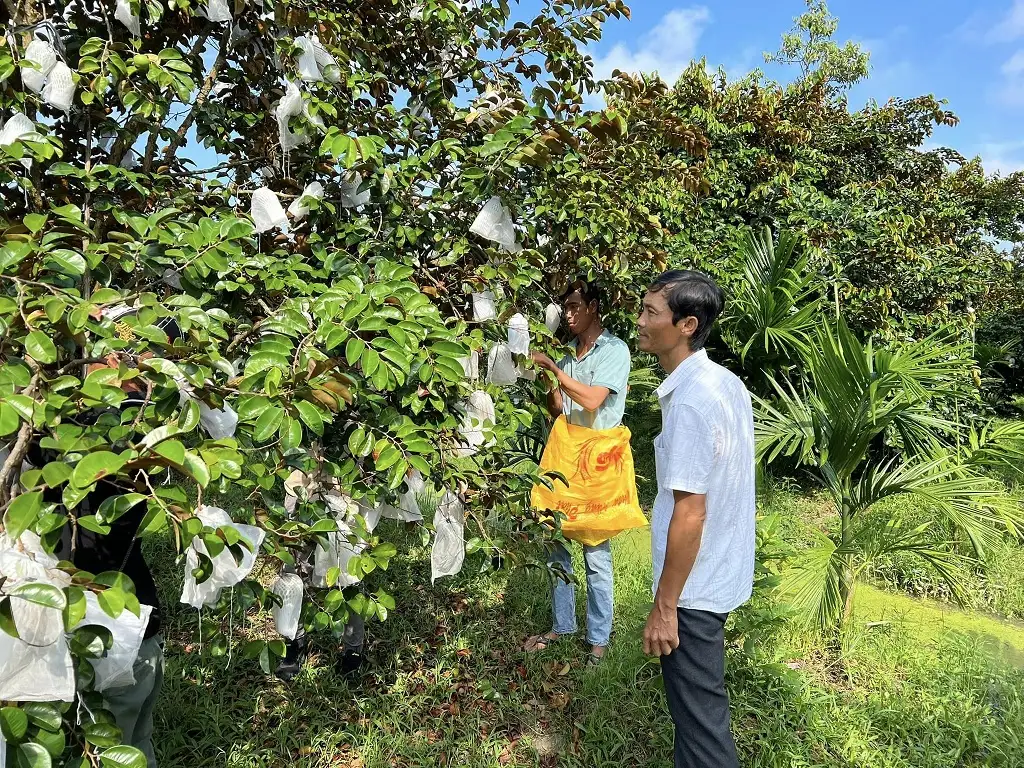 Nơi này ở Sóc Trăng, nông dân đổi đời nhờ trồng cây đặc sản ra quả ngon, bán thành công sang Mỹ